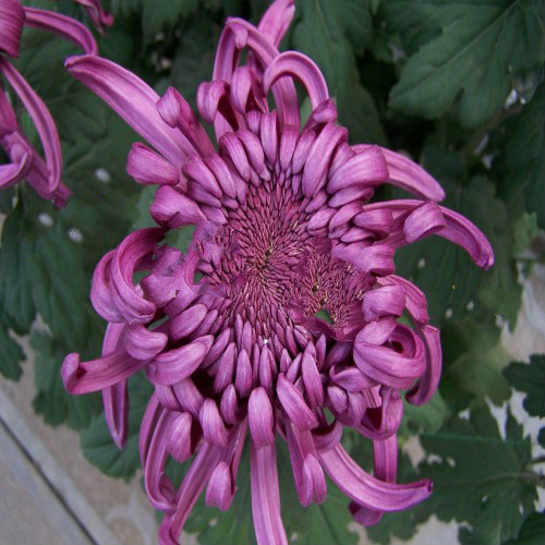 大菊花苗 九月菊苗 菊花苗盆栽 菊花苗大菊花小苗 紫色 紫雾 不含盆