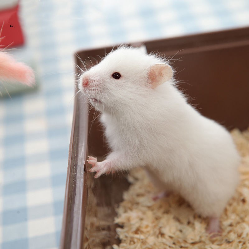 double yellow宠物仓鼠活物小仓鼠幼崽活体仓鼠宝宝金丝熊 短毛白熊1