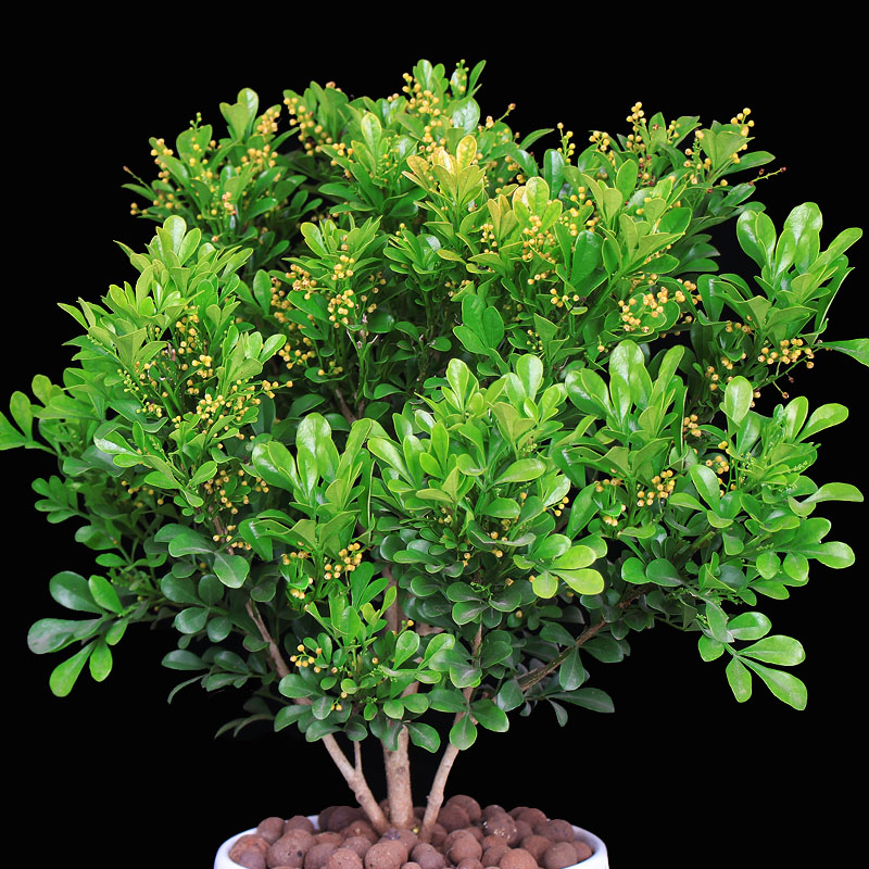 树形独杆九里香盆栽花室内香花植物老桩 米兰5年 整体45厘米左右 含盆