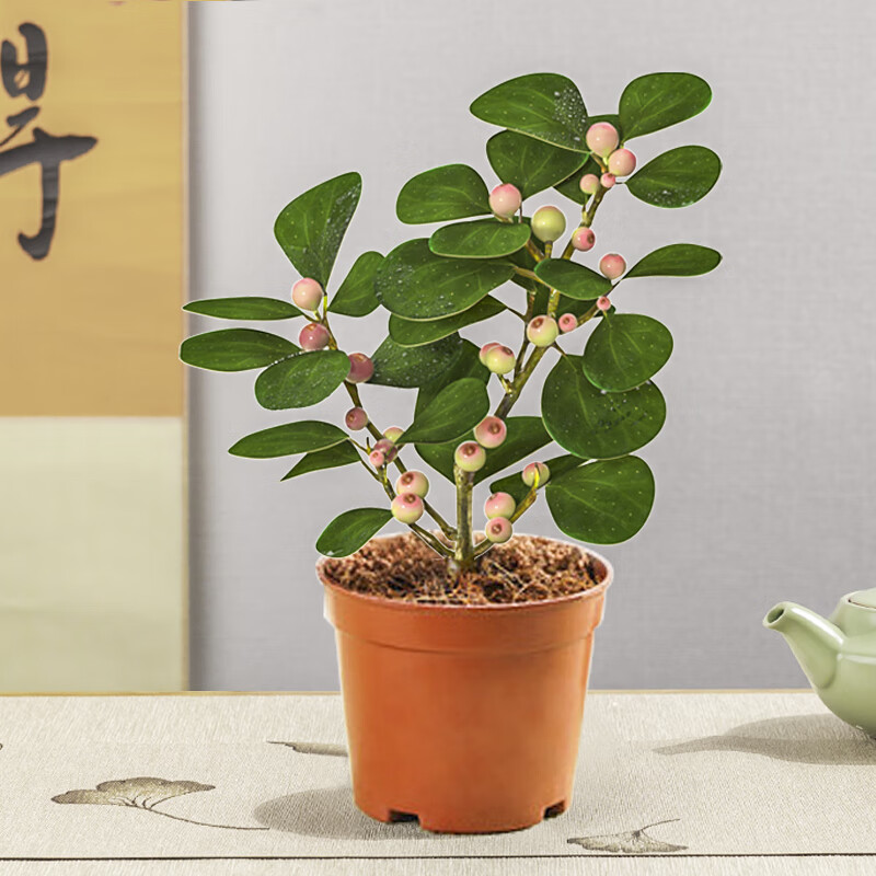 小盼菩提树盆栽带果植物室内花办公室绿植盆景客厅禅意摆件好养活 小