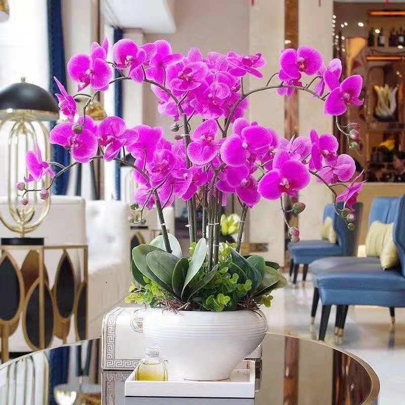 【精选】蝴蝶兰花苗盆栽带花苞花剑室内客厅花卉植物四季好养开花绿植