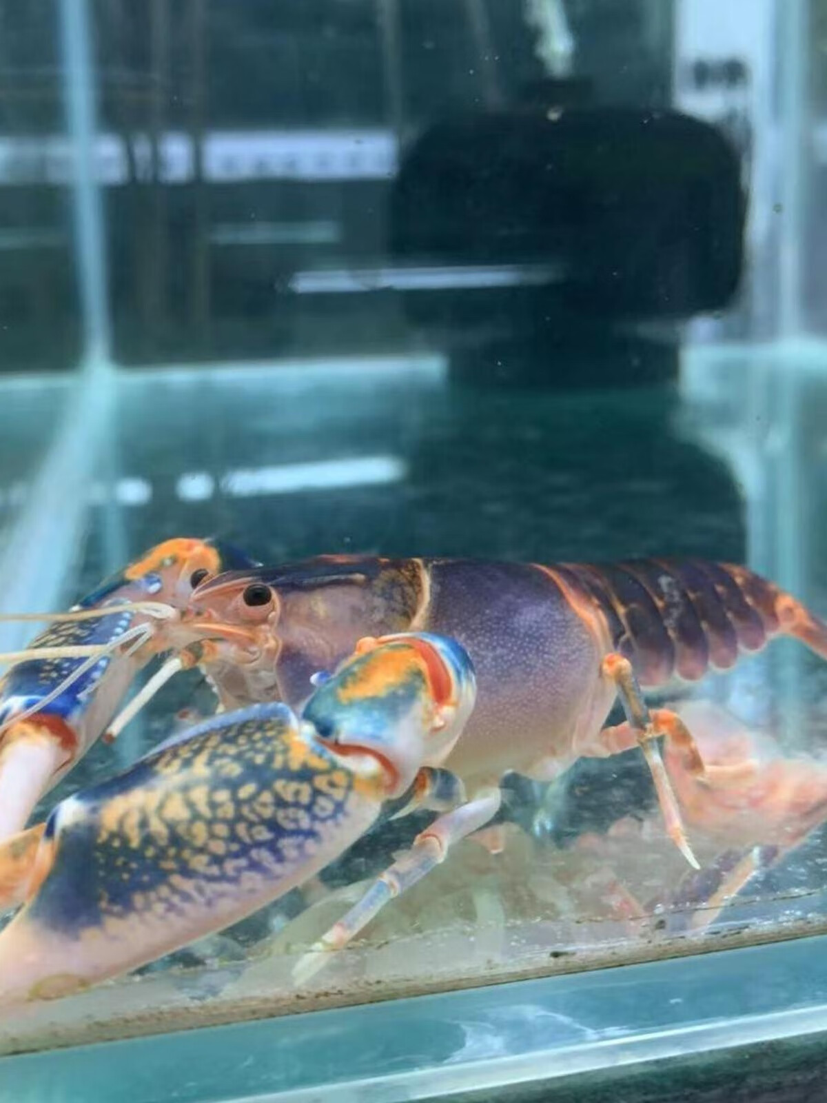 鳌虾集火樱花雪球黄金米水晶虾观赏虾特价 火山破坏者4-5厘米1只 公母