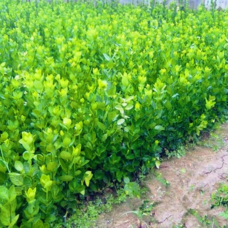 滨淇冬青小苗床苗庭院绿篱围墙篱笆苗四季青绿化树苗20-30cm高100棵