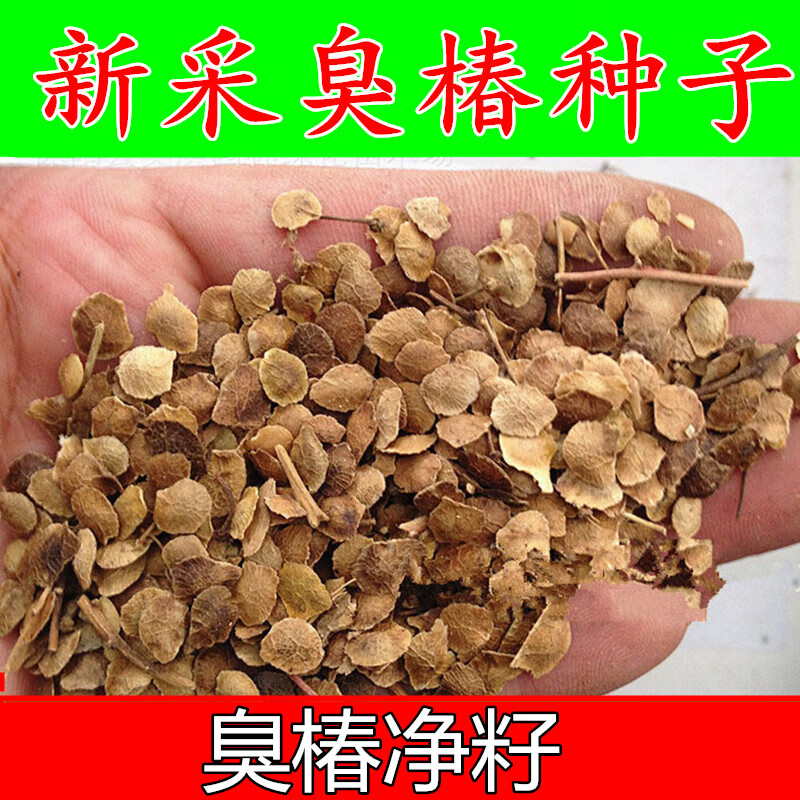 秋颖臭椿树种子新采臭椿树林木种子臭椿种子乔木 造林树苗籽 红油香椿