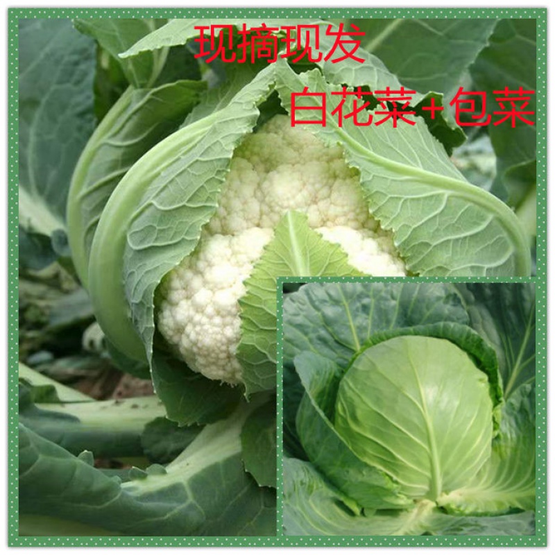 8斤 中国花菜镇【张港花菜】
