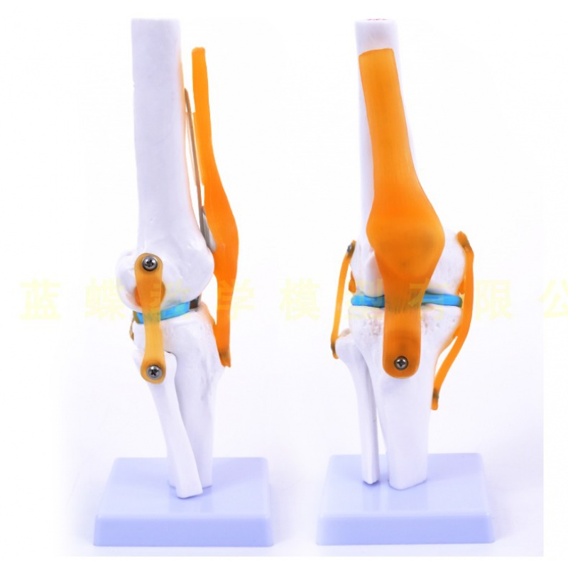 膝关节模型附韧带人体骨骼教学练习功能展示肩颈脊椎骨架骨科 膝关节