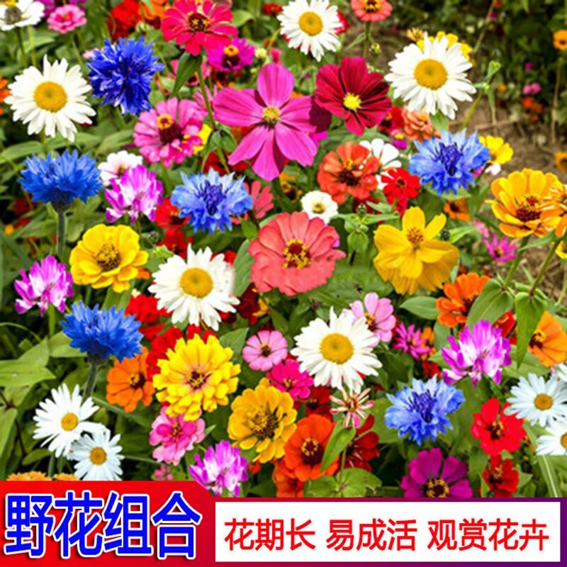 百日草虞美人易活庭院阳台盆栽万寿菊波斯菊花种籽 野花组合种子500粒