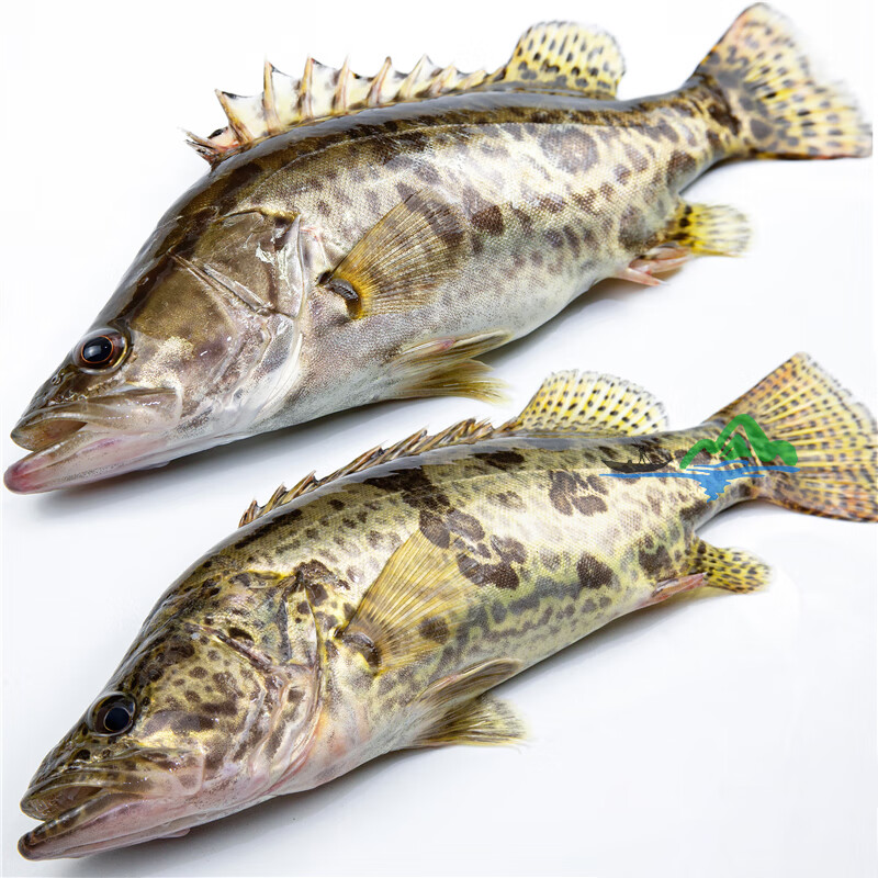 皓谦桂鱼淡水鳜鱼鳌花鱼现捕鲜活现杀整条季花鱼 一条约1000g(净膛前)