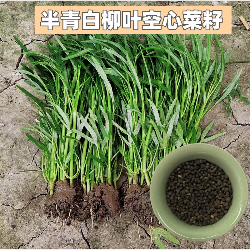 禾之润广西博白柳叶空心菜秧苗种子籽半青白通心菜应季蔬菜盆栽易种