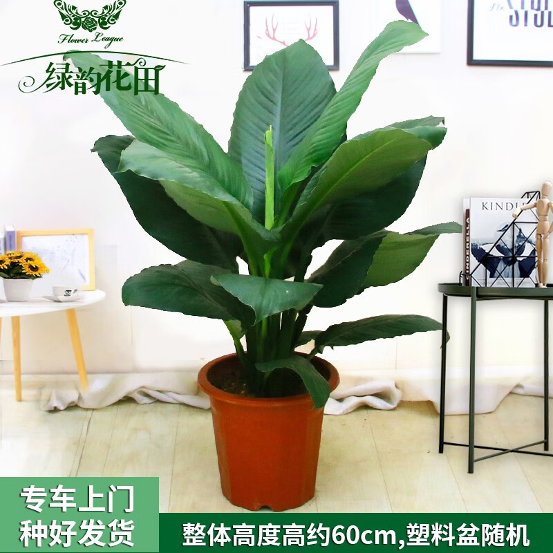 送货上门】发财树幸福树大绿萝柱室内大型绿植塑料盆好养盆栽 绿巨人