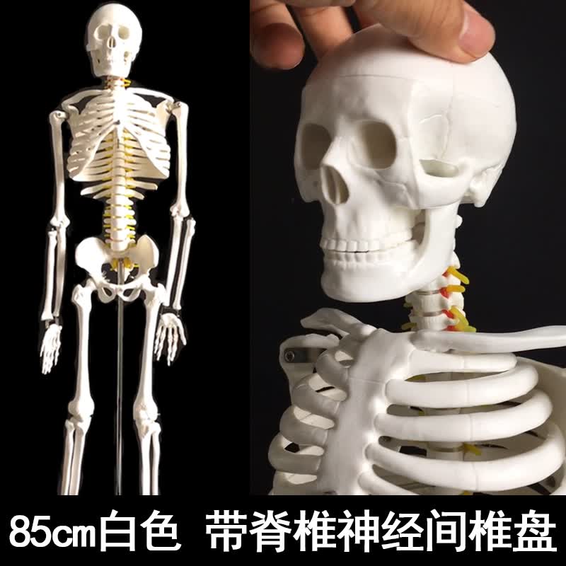 质量上乘 人体人的骨骼骨架模型教学骷髅架子模型全身 85cm白色骨骼