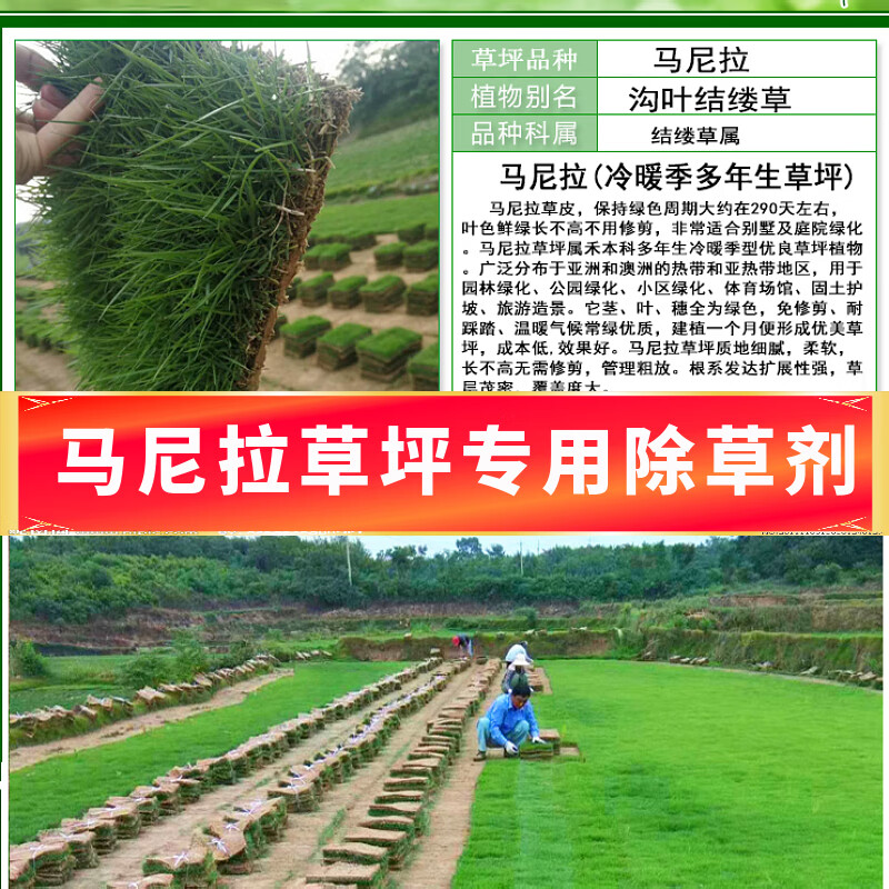 马尼拉草坪除草剂草坪除草神剂草结缕草百慕大草坪除草剂 155ml