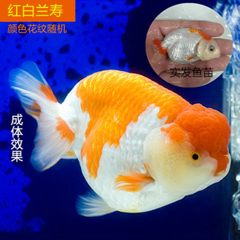 兰寿金鱼活体冷水观赏鱼好养耐活招财狮子头淡水小金鱼小型冷水鱼8cm红白兰寿1条 参数详情评论 聚折扣 兰寿金鱼活体冷水观赏鱼好养耐活招财狮子头淡水小金鱼小型冷水鱼8cm红白兰寿1条 参数详情评论 聚折扣