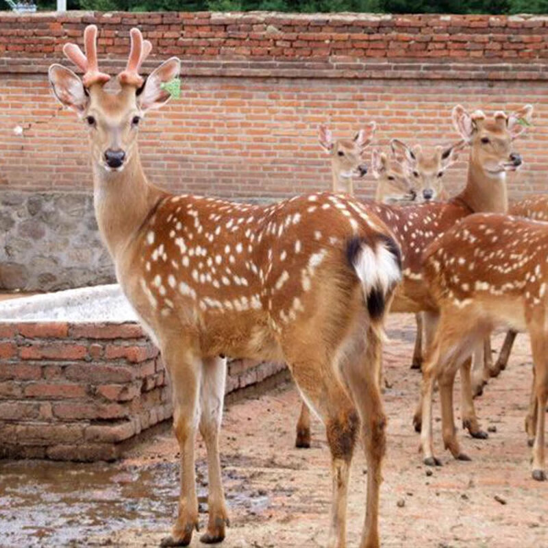 鹿幼崽梅花小鹿活体观赏驯化鹿小鹿苗成年梅花大鹿人工养殖鹿幼崽