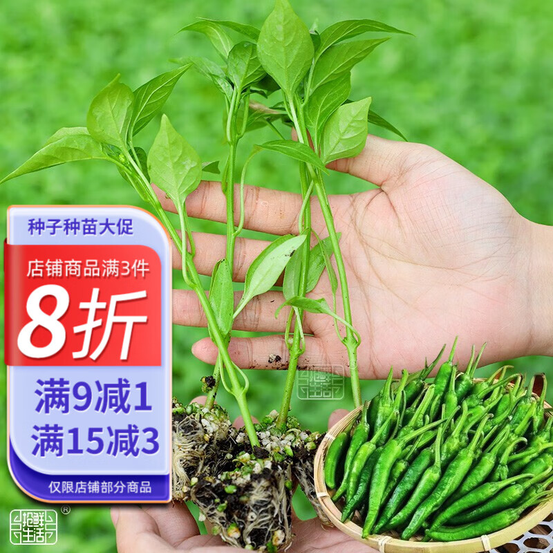 盆栽辣椒的种植方法图片