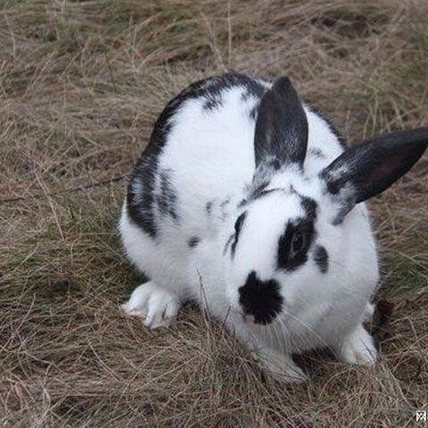 兔子活体大型肉兔花巨兔新西兰肉兔苗比利时肉兔小兔子八点黑肉兔