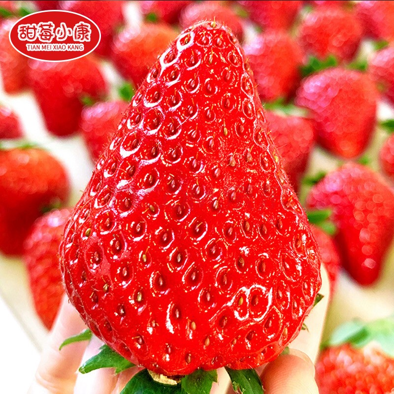 【龙渊精选】丹东99牛奶草莓水果礼盒新鲜水果应当季红颜奶油草莓 3斤草莓大果（净重2.8斤）