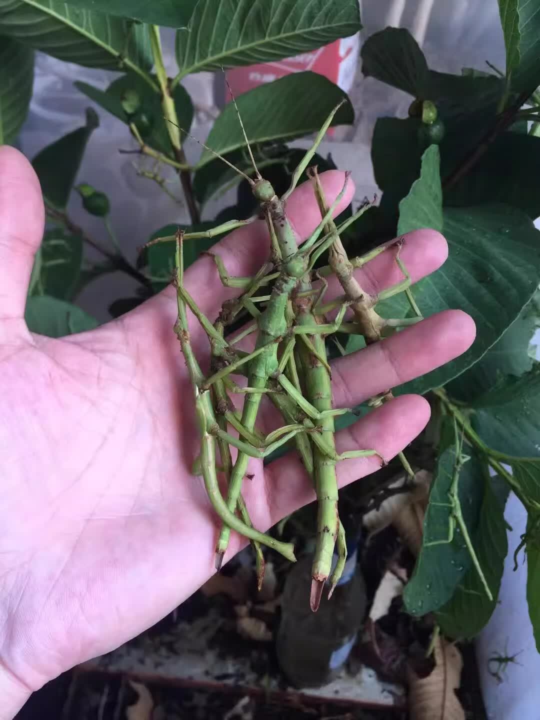 虫另类宠物巨扁卵吃芭乐月季玫瑰叶子 马来巨扁竹节虫1龄