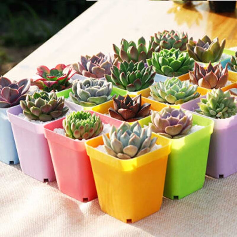 花无痕 多肉植物套装多款入门肉肉多肉盆栽多肉组合区办公室室内植物