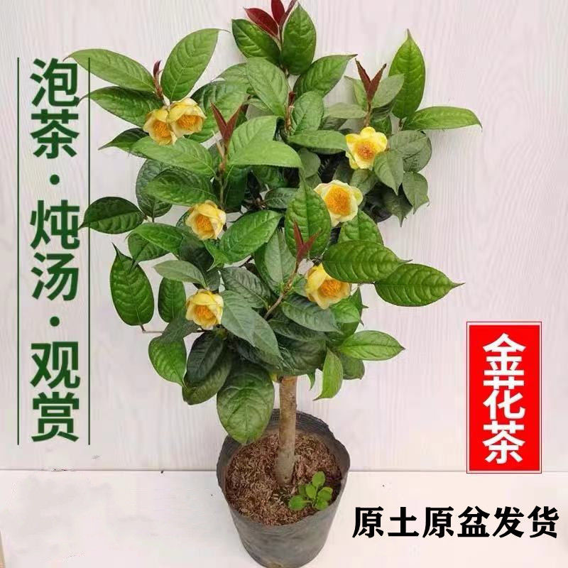 白羌笛名贵广西防城港原生金花茶山茶花树苗好养耐寒室内外庭院盆栽