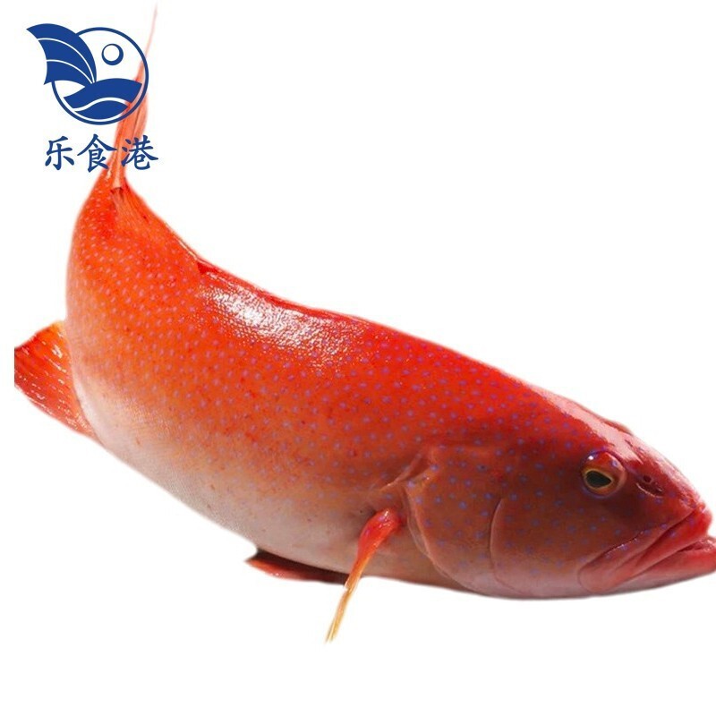 【活鲜】乐食港 鲜活东星斑 750g/1条 活鱼 鱼类海鲜水产