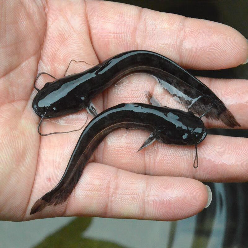 荣郁大口鲶鱼苗塘鲺活体淡水养殖水花鲢鱼埃及胡子土鲶杂鱼克星肉食性