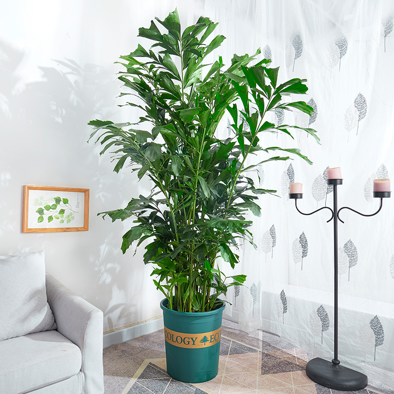 【送货到家】鱼尾葵盆栽大型室内好养招财树绿植办公室公司走廊客厅