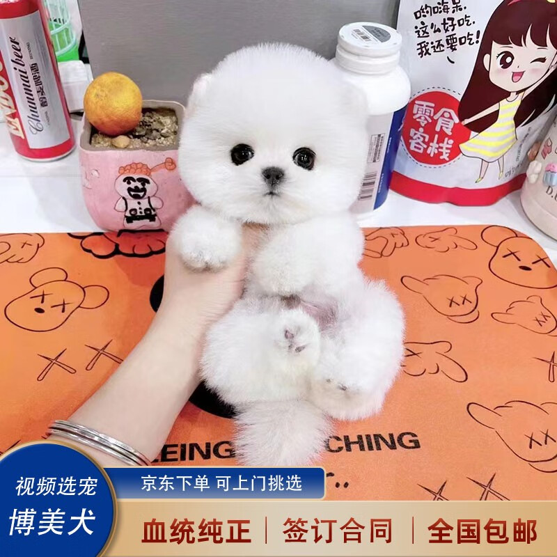 喵然心动博美犬幼犬茶杯犬黑博美幼崽纯种宠物狗狗活体小型犬哈多利系