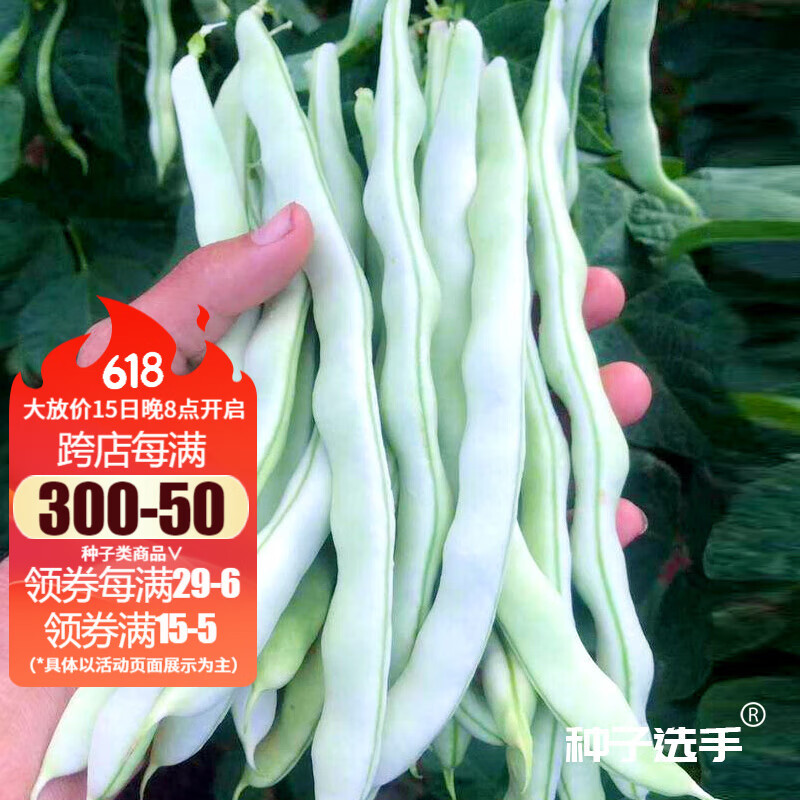 农之子 白不老摘不败豆角种子芸豆九粒白四季豆种架豆阳台蔬菜老来少