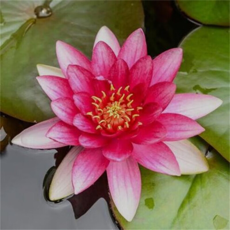 带芽大睡莲根块根茎碗莲荷花种子盆栽水培植物水生根块四季开花鱼缸室内庭院池塘水养花卉 红色花睡莲1颗怎么看?