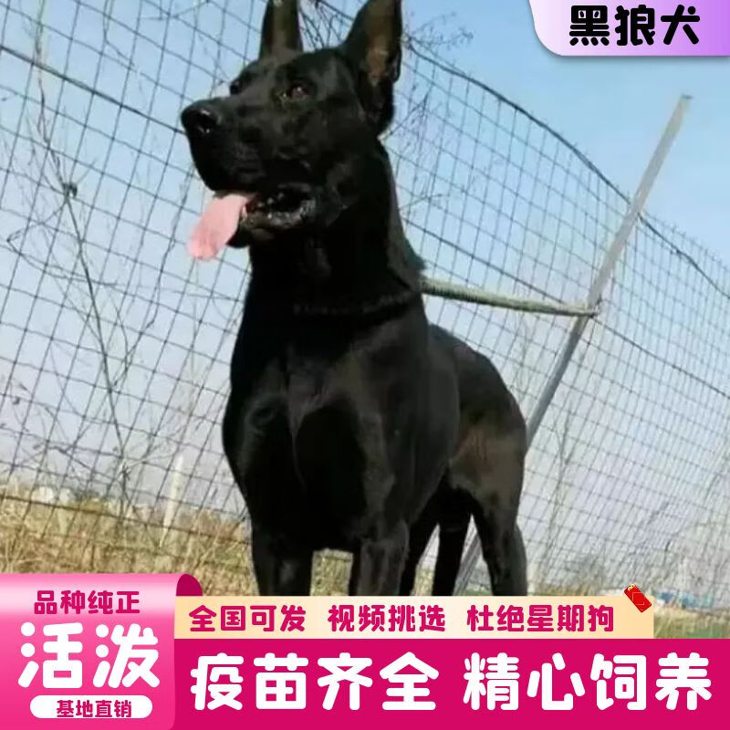 迈乐佳(maleejia)【视频选 终身辅导】纯种墨界黑狼犬活体 黑狼幼犬