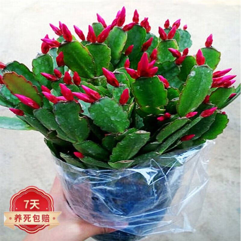 茶馨语 龙骨嫁接蟹爪兰盆栽带花苞多色嫁接重瓣阳台花卉室内花好养
