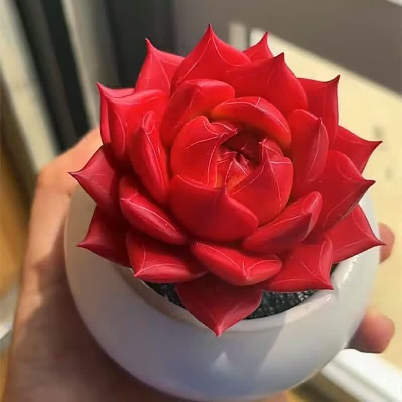 语森忆多肉植物 风火轮火红色盆栽花卉绿植玉露红宝石室内防辐射吸