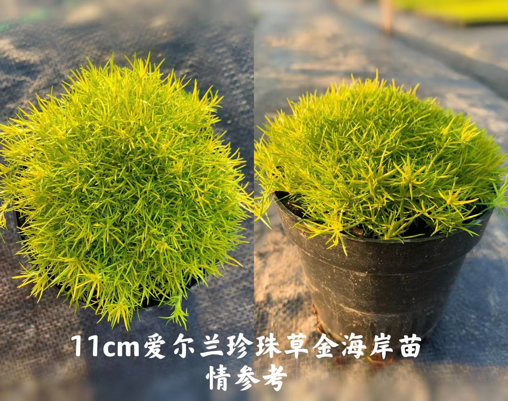 刘不丁爱尔兰珍珠草苔藓金海岸家庭园艺盆栽阳台庭院花卉绿植地被