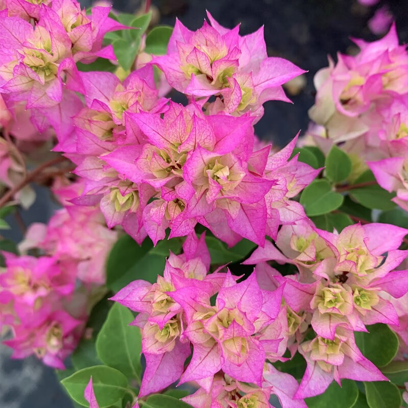 步恋 三角梅盆栽树苗重瓣爬藤老桩庭院攀援植物多色阳台花卉盆景 怡景