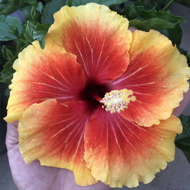 扶桑花盆栽巨大花重瓣带花苞扶桑朱槿杜丹花卉 金色单瓣五彩 不含盆