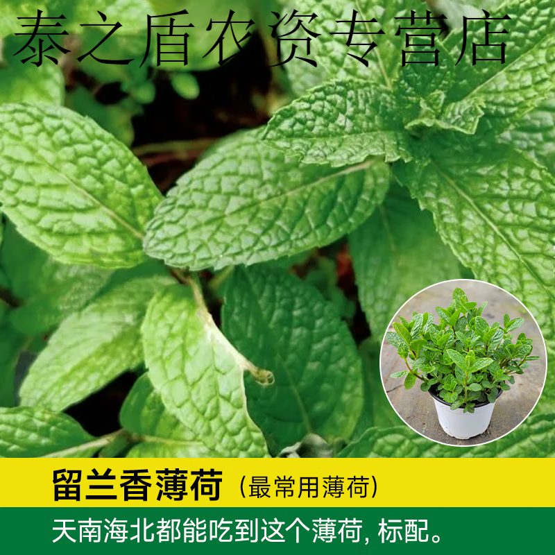 薄荷盆栽可食用大盆苗驱蚊水培土培室内外柠檬留兰香多种好养绿植