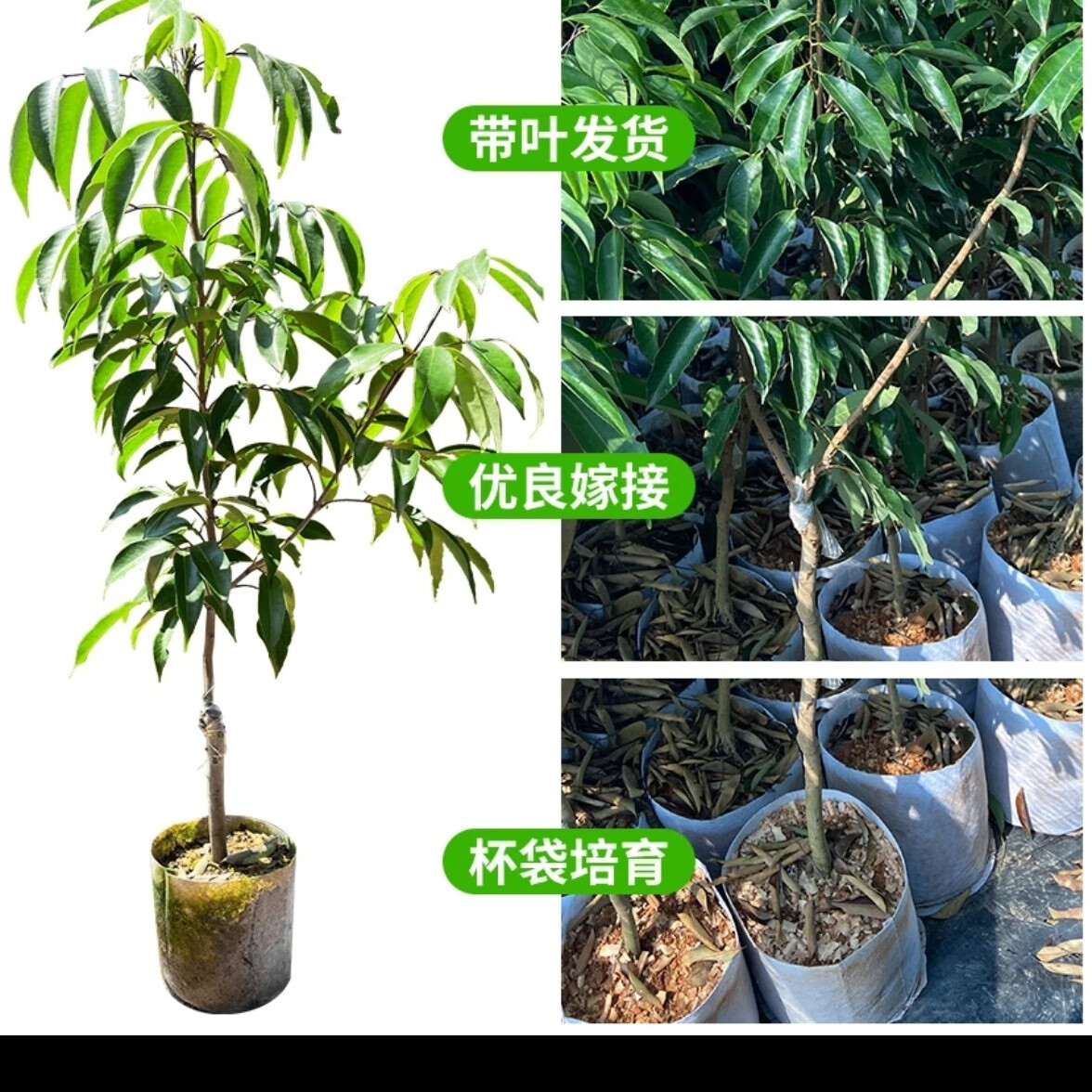 原土荔枝樹苗嫁接荔枝苗苗庭院陽臺盆栽果樹苗南方北方四季種植荔 桂味 嫁接苗 六年大苗（營養(yǎng)杯帶葉）四公分粗