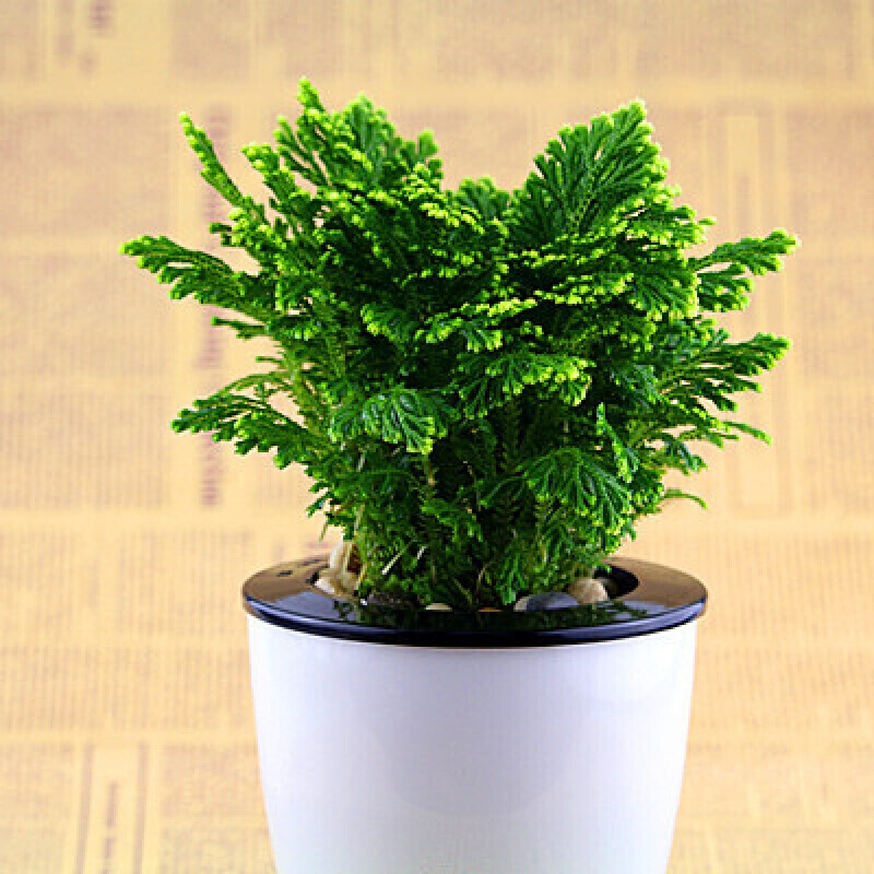 卷柏盆栽绿植不死草石柏岩柏九死还魂草净化空气蕨类植物野生盆景办公