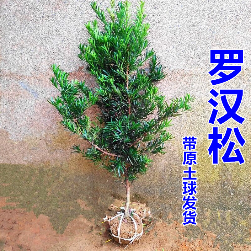 大树老桩绿植可造型室内阳台盆景正宗名贵苗木 罗汉松1公分粗带土球