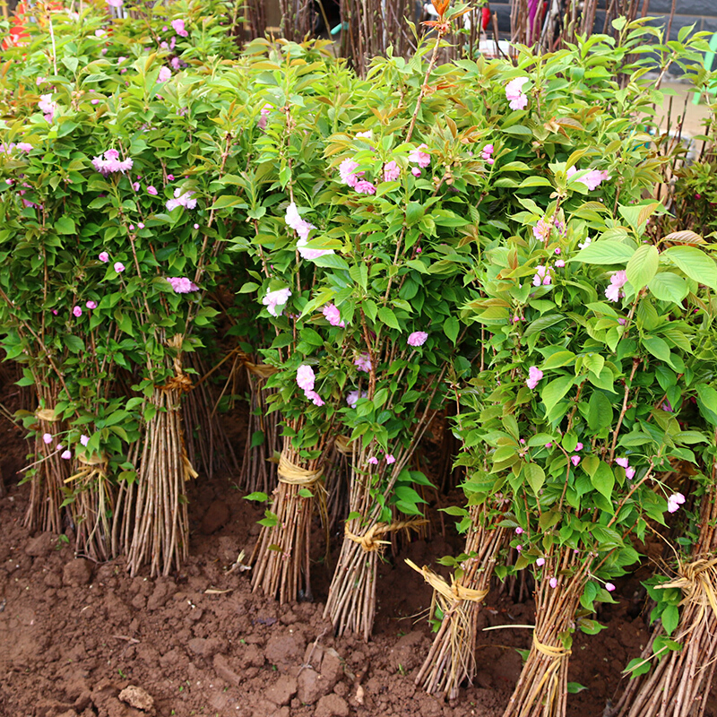 心头肉樱花树苗 苗木 樱花树苗 庭院 地栽 耐寒树种 晚樱 早春观赏