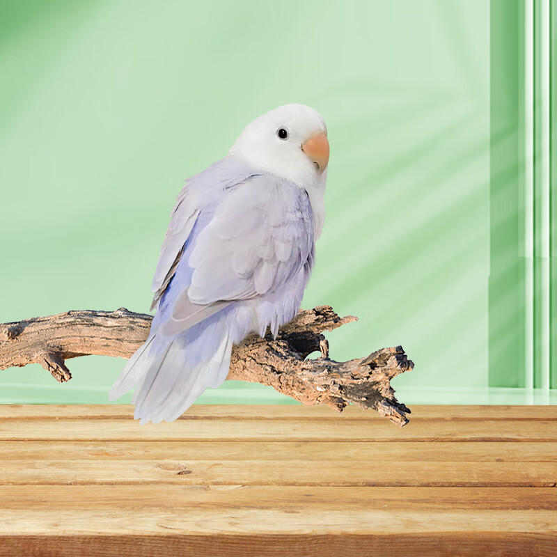 梦茜儿(mexemina)牡丹鹦鹉活体新手易养断奶幼鸟可繁殖鸟手养宠物半毛