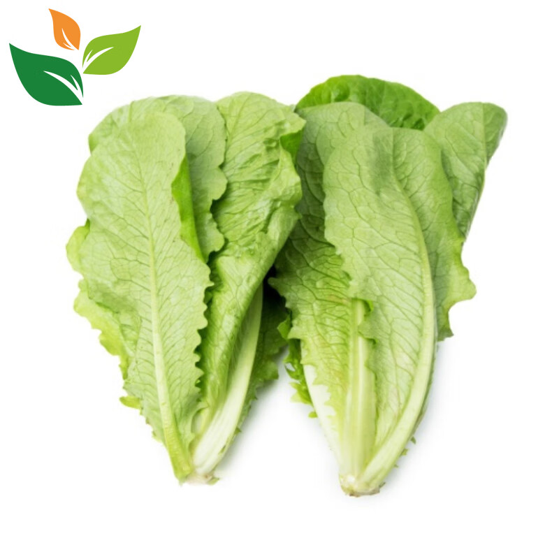 有机罗马生菜1斤 无农残有机认证蔬菜 新鲜采葛森榨汁沙拉食材汇 500g