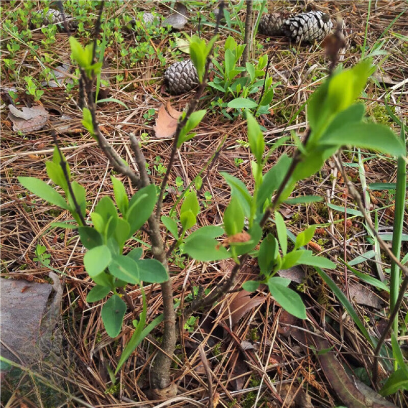 姒桀野生了哥王苗 了哥王 山豆了 盆栽正宗树苗易种 小苗1棵 不含盆