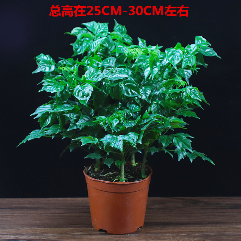 浅笑心柔幸福树盆栽植物四季常青办公室内好养盆景桌面绿植 幸福树原