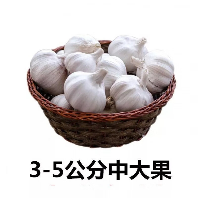 白紫皮大蒜半斤/3/5斤大蒜头蒜子家用蒜 3斤