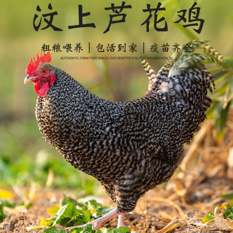 小苗活体苗鸡鸡幼苗仔鸡批发蛋鸡苗半斤活体包活到家 半斤芦花鸡买6 2