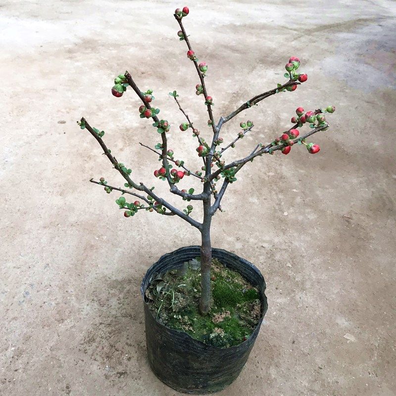 重瓣海棠花盆栽树苗室内绿色植物长寿冠西府海棠盆景 1公分嫁接长寿冠
