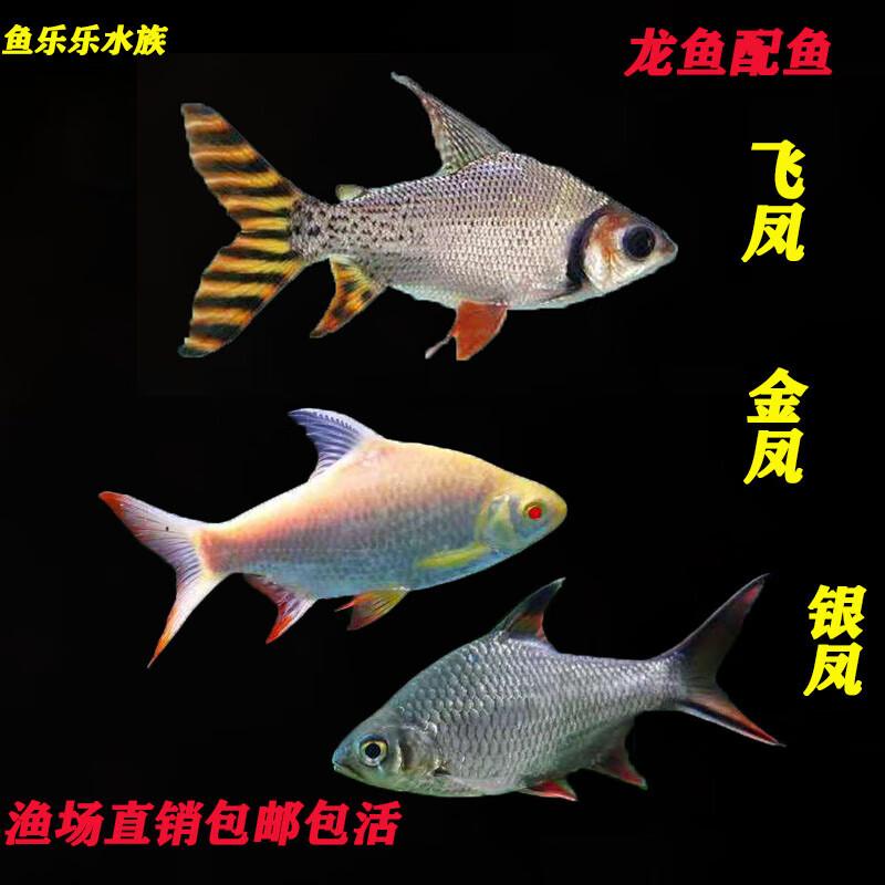 荣郁飞凤鱼活体直纹飞凤金凤银凤龙鱼配鱼热带观赏鱼吃垃圾鱼泰国鲫