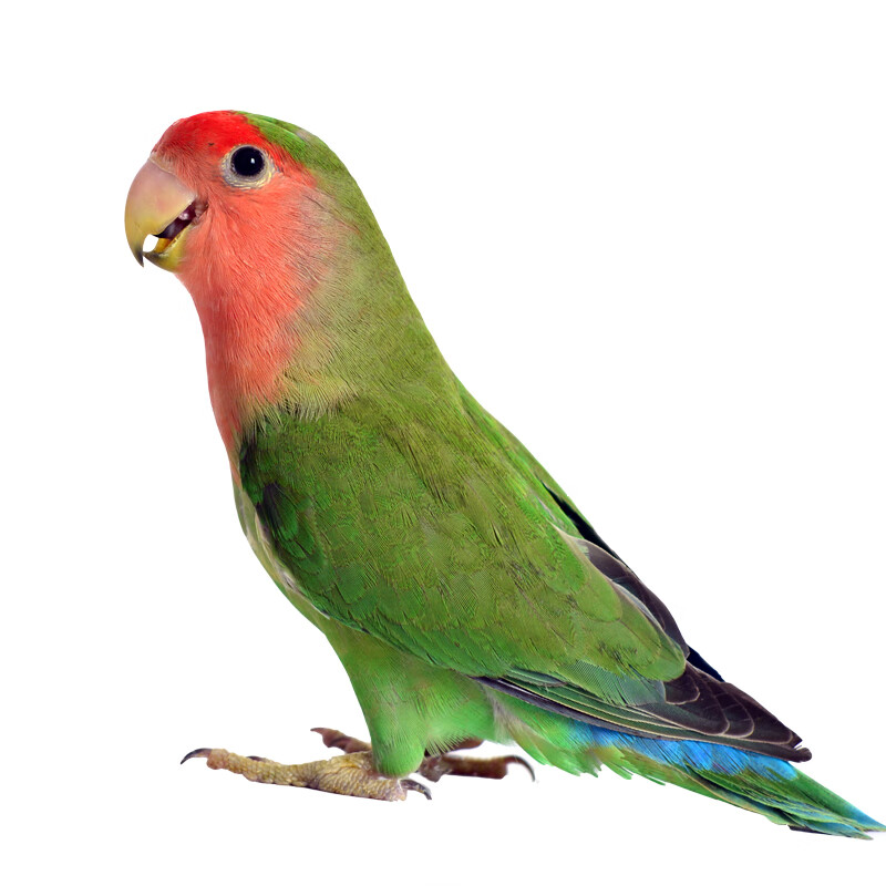 宠以沫(chong yimo)黄桃牡丹鹦鹉活鸟玄凤会说话幼鸟手养宠物鸟活物包